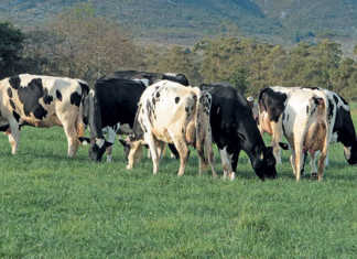 World dairy must tackle environmental debate head-on