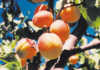 Growing apricots: a brief overview
