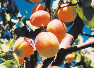 Growing apricots: a brief overview