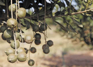 Macadamias: a growing industry, but challenges await