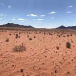 Drought-stricken Northern Cape farmers reducing herds