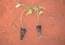 Seedlings: Balancing fertility & hardening Seedlings: Balancing fertility & hardening