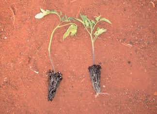 Seedlings: Balancing fertility & hardening
