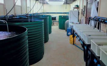 Small aquaculture systems: the simpler, the better!