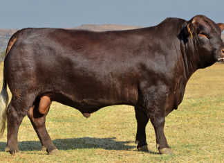 Sussex Bull
