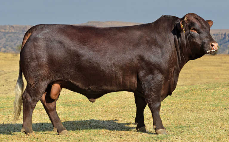 Beef cattle conformation basics Beef cattle conformation basics