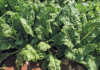 Tips on growing Swiss chard