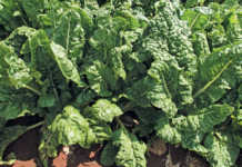 Tips on growing Swiss chard Tips on growing Swiss chard