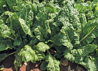 Tips on growing Swiss chard