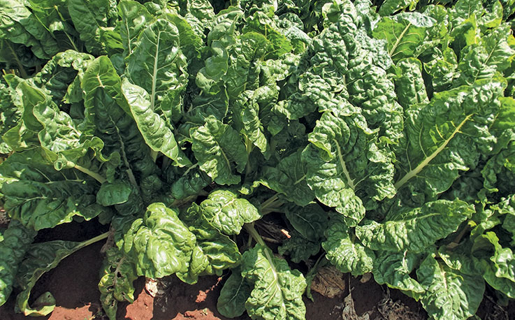 Tips on growing Swiss chard Tips on growing Swiss chard