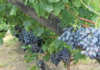 Table grape forecast: lower harvest due to drought Table grape forecast: lower harvest due to drought
