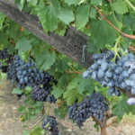 Table grape forecast: lower harvest due to drought