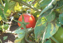 E. coli levels a threat to Gauteng crops E. coli levels a threat to Gauteng crops