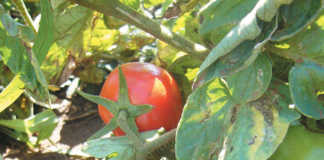 E. coli levels a threat to Gauteng crops