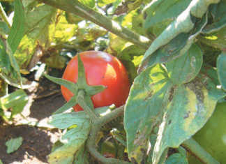 E. coli levels a threat to Gauteng crops E. coli levels a threat to Gauteng crops