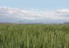Swartland heading for ‘disaster’ as wheat prospects decline