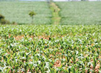 Will new regime revive agriculture in Zimbabwe?
