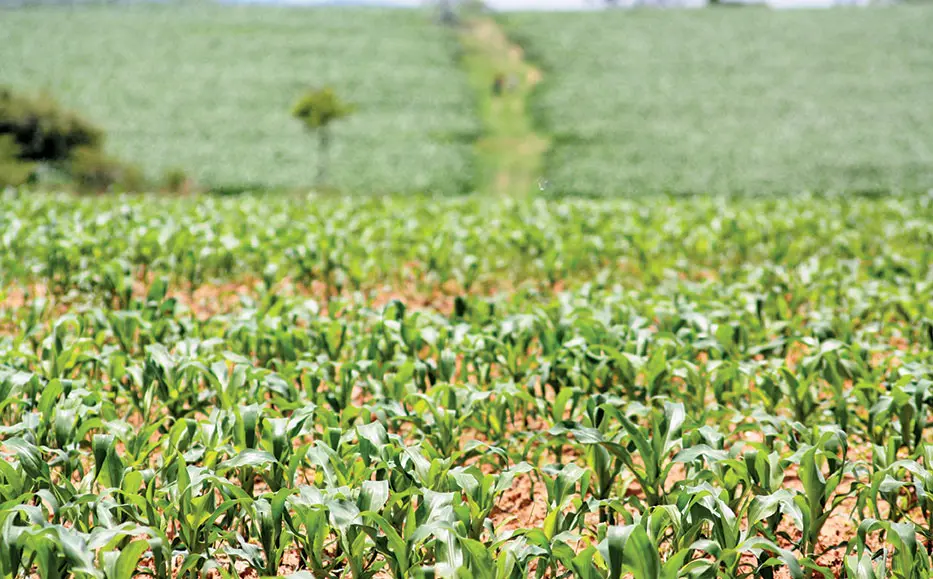 Will new regime revive agriculture in Zimbabwe?