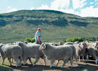 Bergplaas Merino Stud