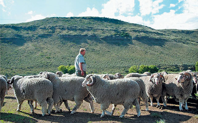 Bergplaas Merino Stud: lessons that keep it in the lead Bergplaas Merino Stud: lessons that keep it in the lead