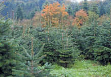 Fir the love of Christmas trees: farming spruces in the UK