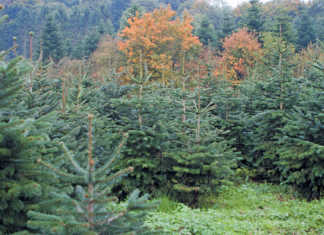 Fir the love of Christmas trees: farming spruces in the UK
