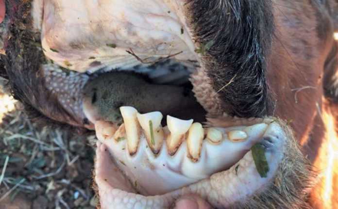 Dealing with downer cows