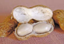 Groundnuts: a useful rotation crop Groundnuts: a useful rotation crop