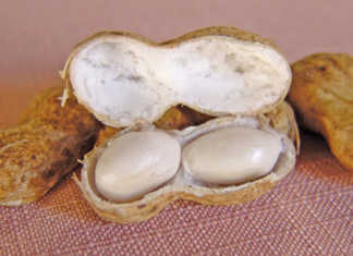 Groundnuts: a useful rotation crop