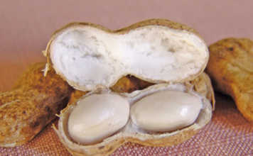 Groundnuts: a useful rotation crop