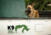 Project Rhino K9 Unit urgently seeks funding