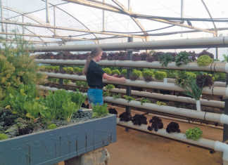 Aquaponics: a teenager’s passion grows into a business