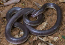 Farmers urged to be on the lookout during snakebite season Stiletto Snake (Atractaspis bibronii)