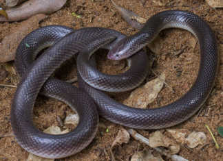 Stiletto Snake (Atractaspis bibronii)
