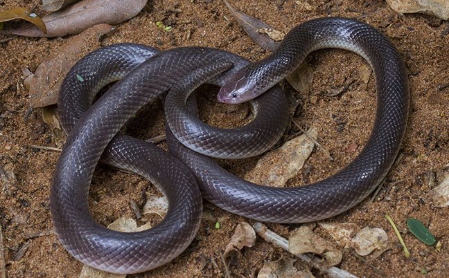 Farmers urged to be on the lookout during snakebite season Farmers urged to be on the lookout during snakebite season
