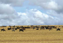 Nguni development project pays off for Limpopo