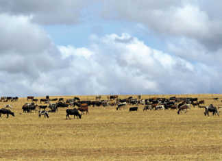 Nguni development project pays off for Limpopo