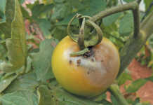 Dealing with the African bollworm African Bollworm