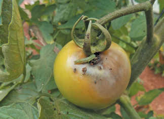 African Bollworm