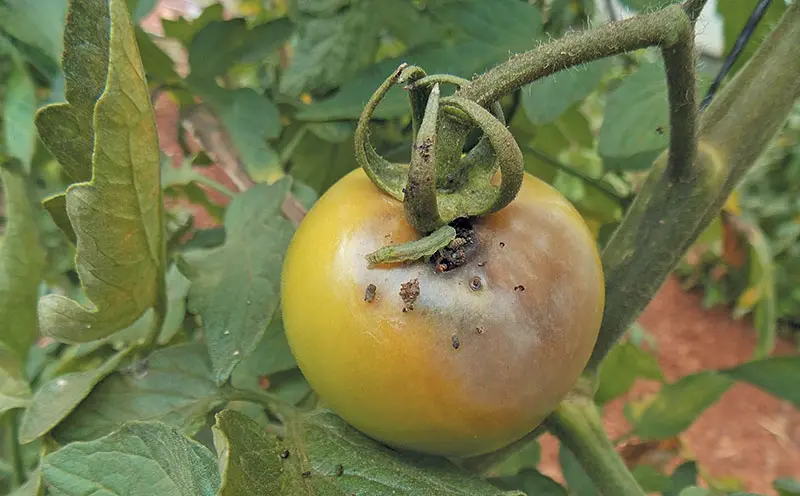 African Bollworm