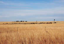 Government’s agri jobs target not attainable, Agbiz Government’s agri jobs target not attainable, Agbiz