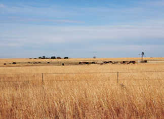 Government’s agri jobs target not attainable, Agbiz