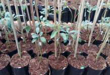 Travellers urged to declare agricultural products