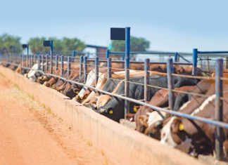 2020 & beyond: a vision for the SA beef industry