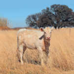 A better Charolais herd with in vitro fertilisation