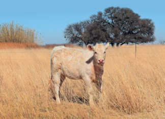 A better Charolais herd with in vitro fertilisation