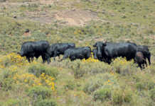 How to select a top-performing beef cow