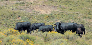 How to select a top-performing beef cow