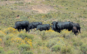 How to select a top-performing beef cow