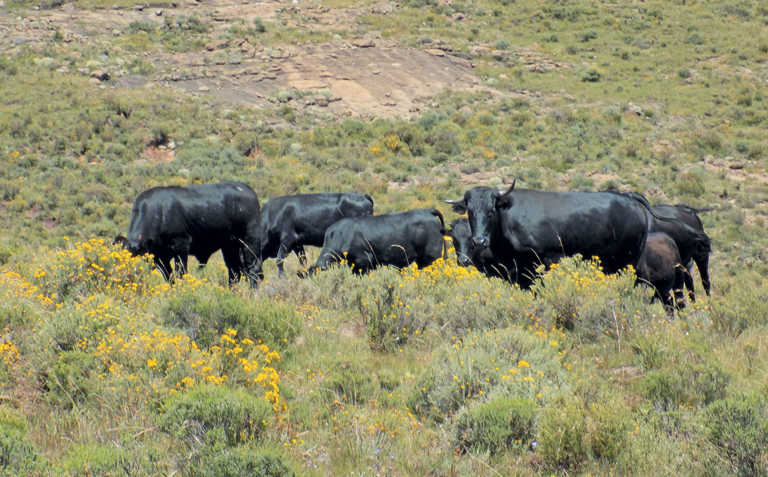 How to select a top-performing beef cow How to select a top-performing beef cow